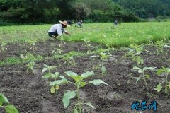 向日葵种植技术：2020年向日葵生产...