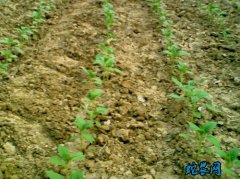 芝麻种植技术：2020年芝麻生产技术...