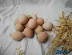 致富经：丰都高家镇杨朝秀土鸡蛋论个卖...