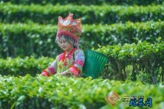 云南广南：脱贫攻坚飘出茶香