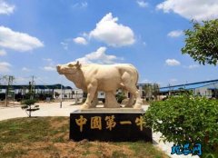2020年5月16日夏南牛价格行情、...