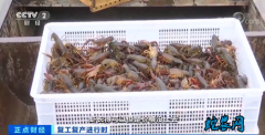 小龙虾收购价几近“腰斩”！现在小龙虾...