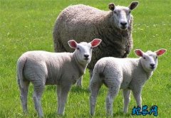 2020年5月19日肉羊价格行情、今...