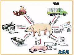 畜牧兽医局：非洲猪瘟防控强化措施指引