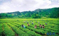 湖南：产业扶贫拓展销售终端
