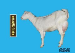 2020年5月23日奶山羊价格行情、...