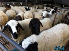 2020年5月23日杜寒杂交羊价格行...