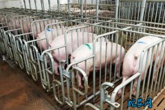 天津市宝坻区强化举措保障生猪行业健康...