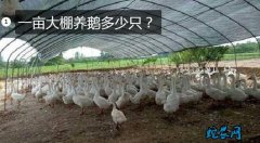 一亩大棚养鹅多少只？