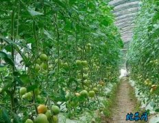 夏季蔬菜生长旺！蔬菜田间管理采收要跟...
