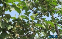 夏季苹果树施肥要科学！四大要点要牢记...