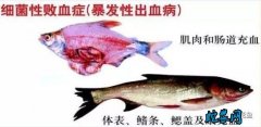 水产养殖疾病防治：湖北省2020年6...