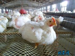 2020年6月14日肉鸡价格行情、今...