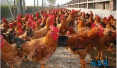 2020年6月14日肉杂鸡价格行情、...