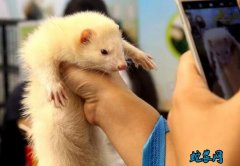 丹麦称养殖貂体内发现新冠病毒怎么回事...