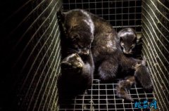重大发现！荷兰动物传人感染源或为野猫...