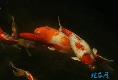 农村致富故事：宜春市袁州区、百万尾锦...