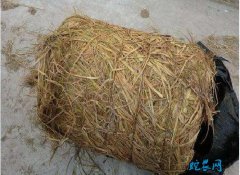 稻草氨化加工、稻草优化处理的方法！