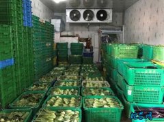蔬菜储藏技术、菜花冬藏的四个方法！
