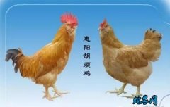 2020年6月21日胡须鸡价格行情、...