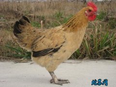 2020年6月21日南丹瑶鸡价格行情...