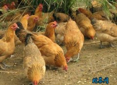 2020年6月21日青脚土鸡价格行情...