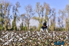 新疆：提高产业带贫益贫能力