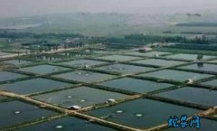 水产养殖疾病防治：广东省2020年7...