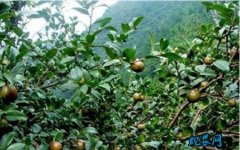 湖北：随州油茶产业方兴未艾 油茶是我...