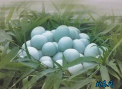 2020年7月14日绿壳鸭蛋价格行情...