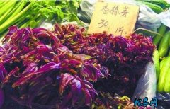 2020年7月香椿价格高，比普通蔬菜...