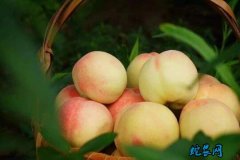 上海：闵行侨嘉葡萄、水蜜桃陆续进入最...