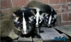四川全面禁食野生动物！竹鼠、麂子、果...