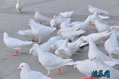 2020年7月26日白鸽价格行情、今...