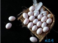 2020年7月27日肉鸽蛋价格行情、...