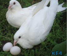 2020年7月27日信鸽蛋价格行情、...