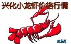 2020年8月7日兴化小龙虾价格行情...