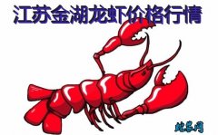 2020年8月7日江苏金湖龙虾价格行...