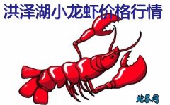 2020年8月7日洪泽湖小龙虾价格行...