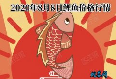 2020年8月8日鲤鱼价格行情、今日...