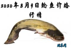 2020年8月9日鲶鱼价格行情、今日...