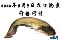 2020年8月9日大口鲶鱼价格行情、...