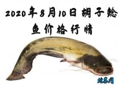 2020年8月10日胡子鲶鱼价格行情...