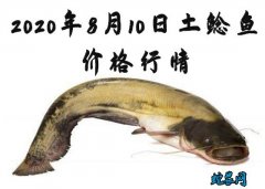 2020年8月10日土鲶鱼价格行情、...