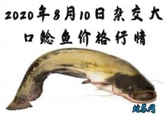 2020年8月10日杂交大口鲶鱼价格...