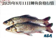 2020年8月11日鲫鱼价格行情、今...
