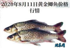 2020年8月11日黄金鲫价格行情、...