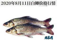 2020年8月11日白鲫价格行情、今...