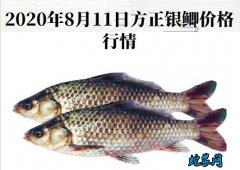 2020年8月11日方正银鲫价格行情...