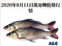 2020年8月11日高背鲫价格行情、...